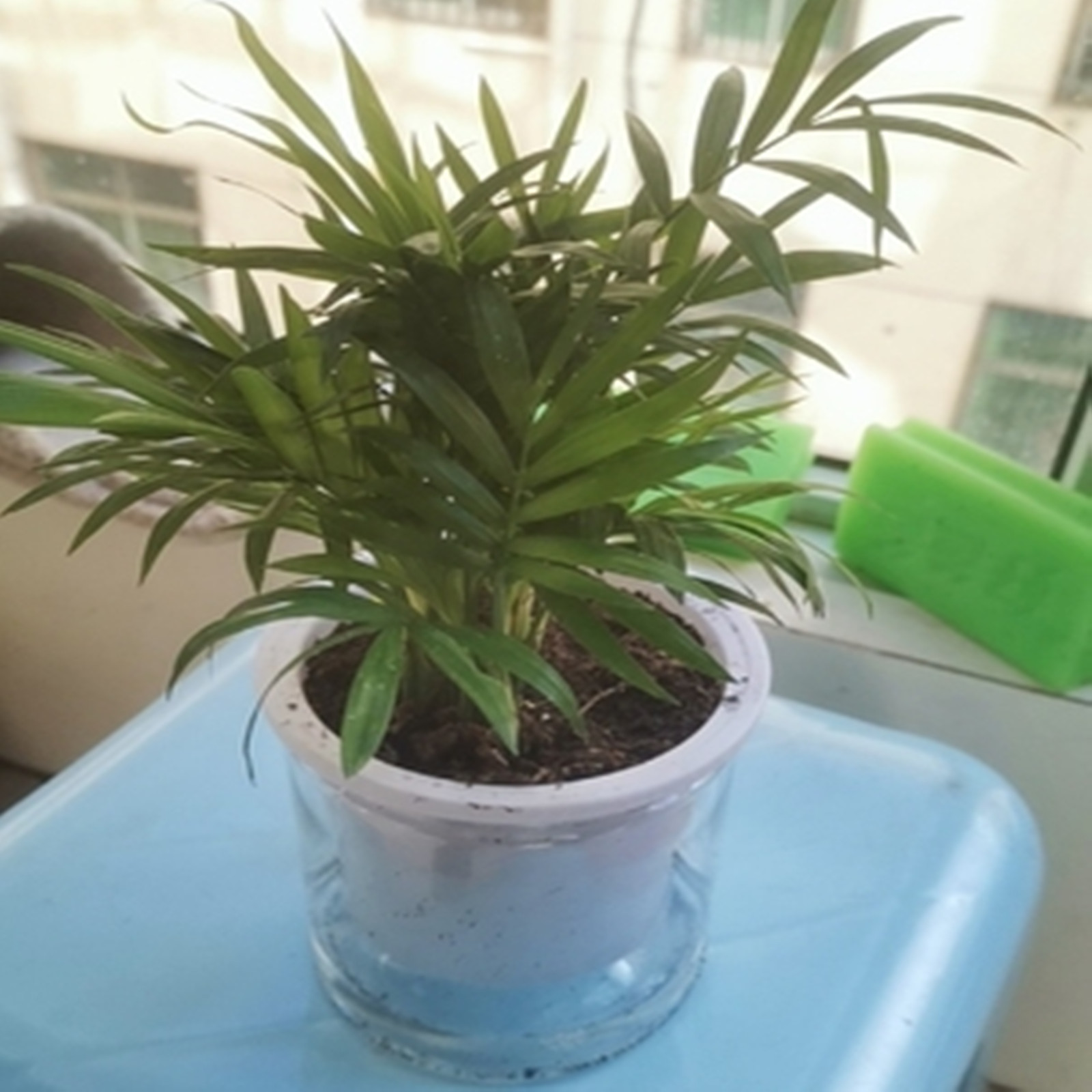 Self Watering Planter Pots Min - Mini Bonsai Zen Garden recension och pris