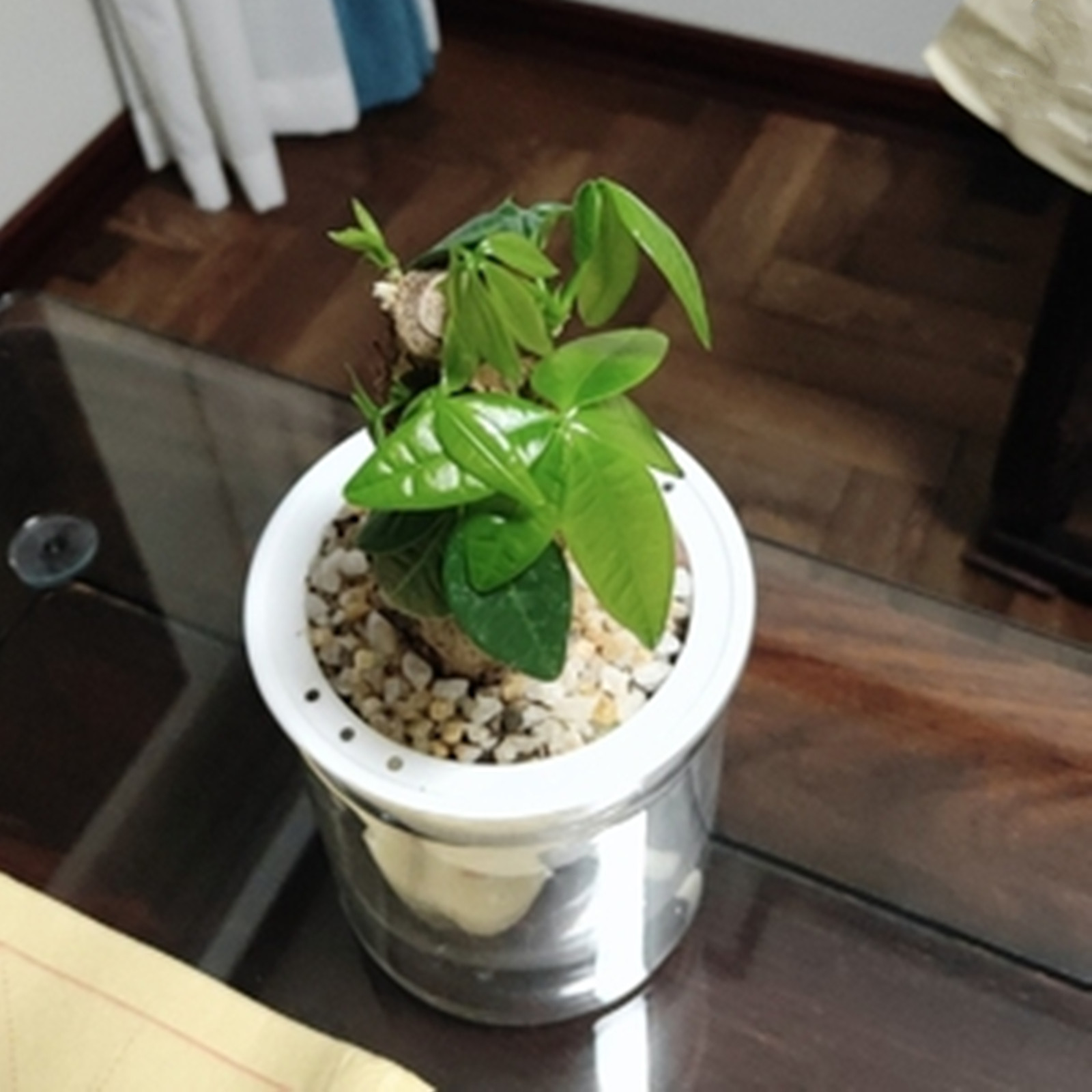 Self Watering Planter Pots Min - Mini Bonsai Zen Garden recension och pris