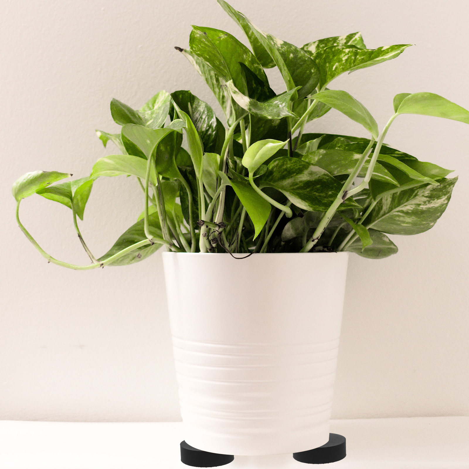 8Pcs Flowerpot Rubber Bottom P - Bonsai Garden Usa recension och pris
