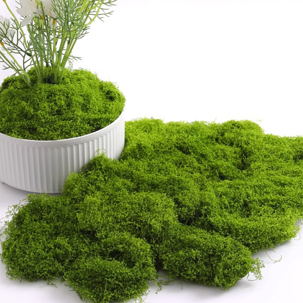 20/40/100g Eternal Life Moss D - Bonsai Garden For Home recension och pris