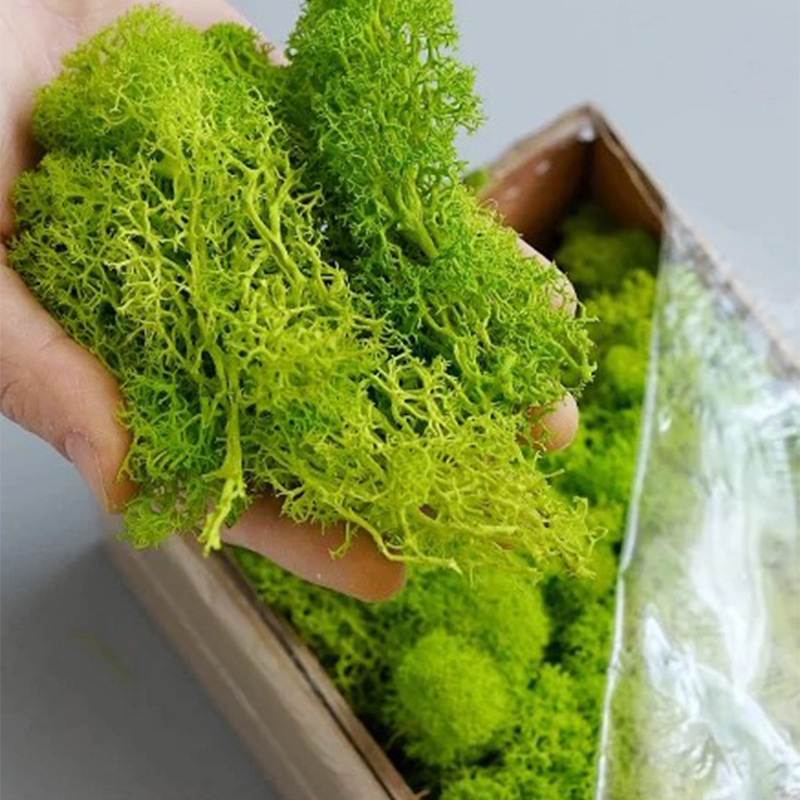 20/40/100g Eternal Life Moss D - Bonsai Garden For Home recension och pris
