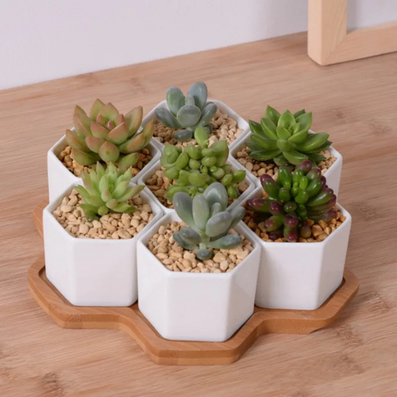 Set of 4/7/9/10 Hexagon Flower - Mini Bonsai Zen Garden recension och pris