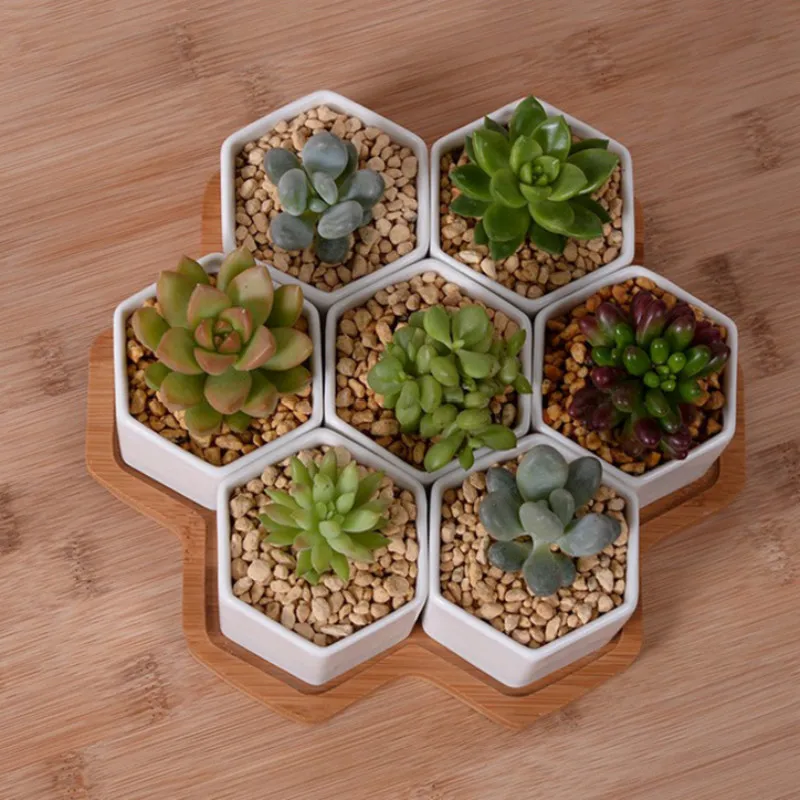 Set of 4/7/9/10 Hexagon Flower - Mini Bonsai Zen Garden recension och pris