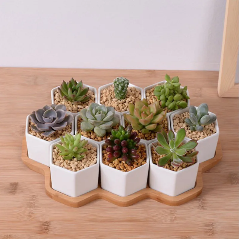 Set of 4/7/9/10 Hexagon Flower - Mini Bonsai Zen Garden recension och pris